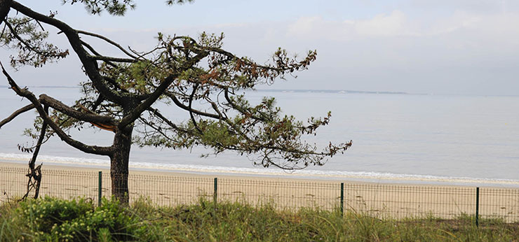 L'Oeillet des Pins