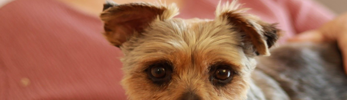 Des chiens chez le Père Brottier
