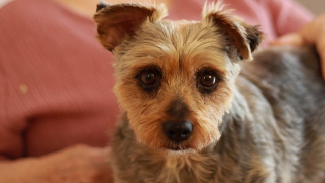 Des chiens chez le Père Brottier